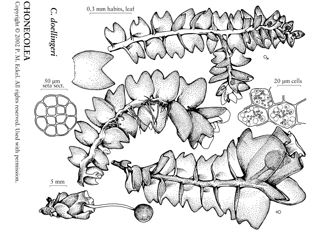 Представитель Семейства Chonecoleaceae